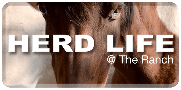 Herd-Life-Button