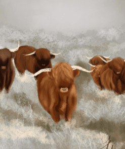custom digital art sketch highlander cattle by fallon francis
