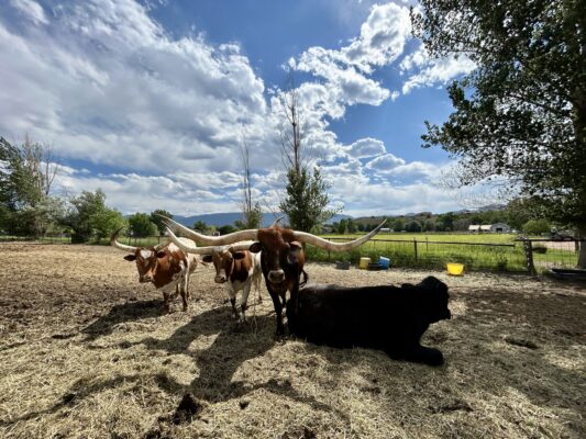 MTNMN Ranch Texas Longhorns Canon City CO-RanchnVibes_2025