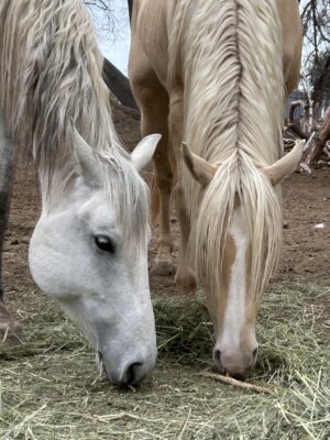 MTNMN Ranch Tour Canon City CO-Ori & Fants_RanchnVibes