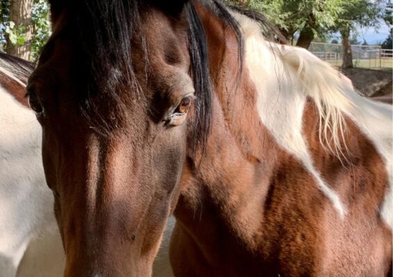 MTNMN Ranch Tours Canon City CO_RanchnVibes_3