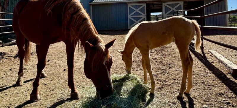 MTNMN Ranch Tours Canon City CO_RanchnVibes_8