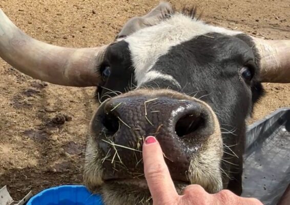 MTNMN Ranch Tours-Feed Texas Longhorns-Canon City CO_RanchnVibes_1