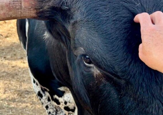 MTNMN Ranch Tours-Feed Texas Longhorns-Canon City CO_RanchnVibes_3