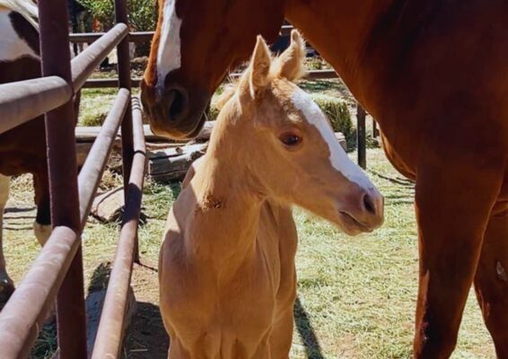 MTNMN Ranch Tours-Meet April 2025 fily Seven_Canon City CO_RanchnVibes