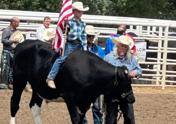 MTNMN WILD BILL the Steer & Rodeo Entertainer_Ride Bill at MTNMN Ranch_Canon City CO_RanchnVibes