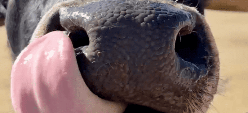 RanchnVibes website banners cow nose cute