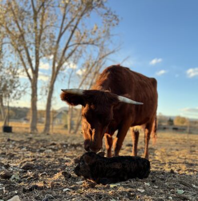 BabyBullBourbon_11-10-23