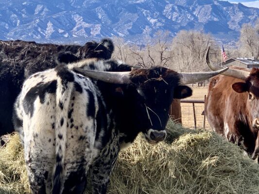 MTNMN RanchnVibes-Jan24-1